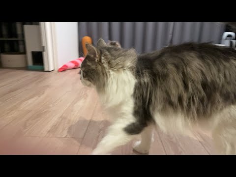 【猫配信】猫好き集まる雑談配信🐈✨ノルウェージャンフォレストキャット