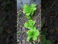 লেটুস পাতার আপডেট #tanvirhobbies #gardening