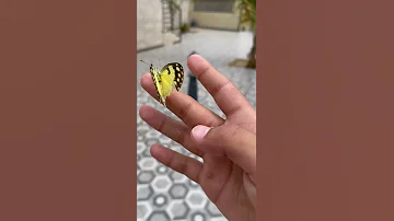 فراشه صفراء 