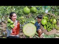 Guava harvest for fish past fry | Fish past fry sauce for fruit eating | Sweet guava in my country