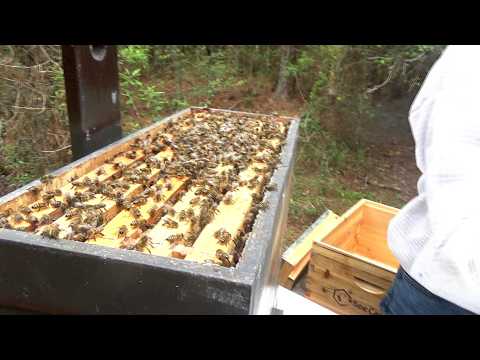 Transferring swarms from traps to boxes.