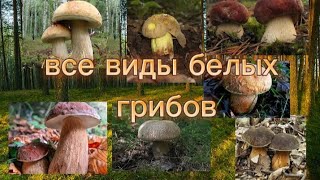 Все виды белых грибов! должен знать каждый грибник #грибы #белыегрибы
