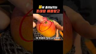 꿀 떨어지는 거 보이시나요?😮 최상급 초대형 애플망고🥭가 왔습니다! 맛있는거 조금만 먹으면 아쉽잖아요. 망고 하나로 온가족이 함께 즐겨요! #과일 #과일맛집 #애플망고