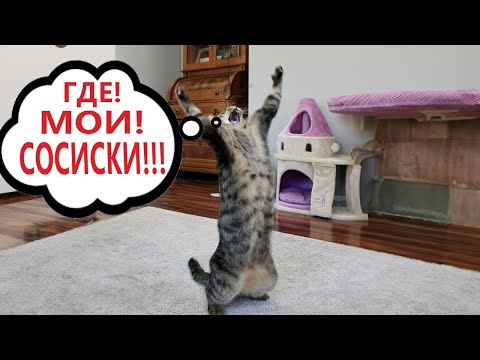 Приколы с котами! КОТ ПОТЕРЯЛ СОСИСКИ! Смешные коты С ОЗВУЧКОЙ! Самые смешные животные!