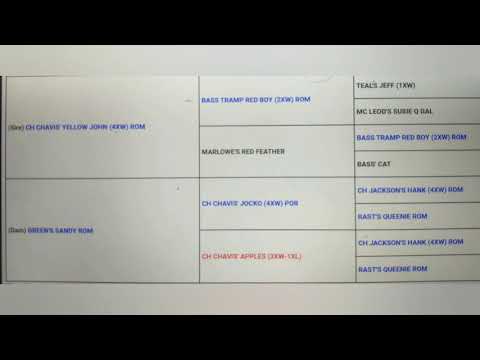 The Red Boy Jocko Family STP S Ch Toro APBTPLIFE RBJ