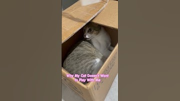 Understanding Feline Behavior #cat #cutecat #catlovers