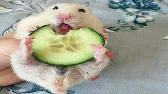 Funny Pfp Hamster - Pin By Sapphire Shanon On Vp Mems Funny Hamsters