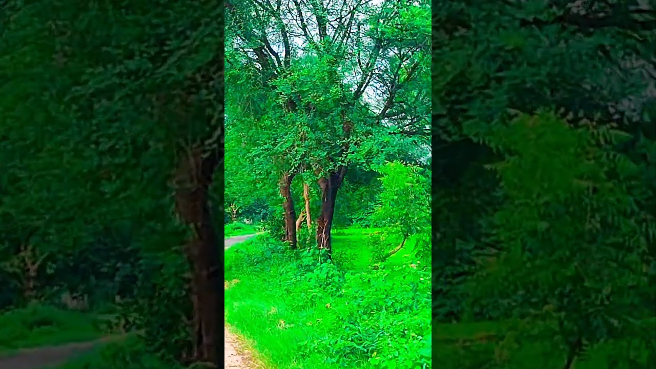 Na Subha Ki Khabar Hain Sanam aisa Deewana ||🌿 Village life Short Video 