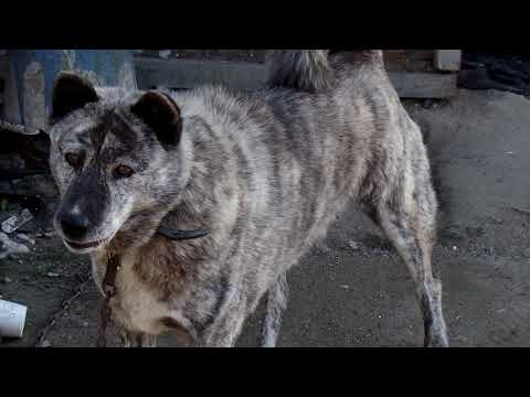 <strong>Cute</strong> Tiger Dog.   Jeonju <strong>city</strong>( 全州市.전주 ). KOREA