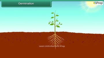 Seeds | Diversity in the Living World | Science | Class 6 | iprep