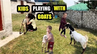 Kids Having A Blast Playing With Goatsbaby Goats Grows Up