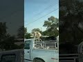 #youtubeshorts#middleeast#goat#animaltransport #fypシ゚viral #fypシ゚viral #funny