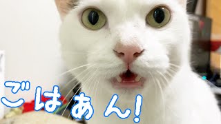 ごはんが欲しくて目の前でアピールを続ける猫チロさん