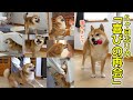 【再会】5ヶ月ぶりに次女と再会して嬉しさで弾ける柴犬てぃーだ #柴犬 #再会 #柴犬てぃーだ