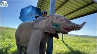 Happy Elephant Moments To Put a Smile on Your Face! 💖🐘💖