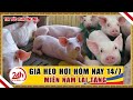 Giá heo hơi ngày hôm nay 14/7/ 2020 | Giá lợn hơi miền Nam lại tăng | Tin tức 24h