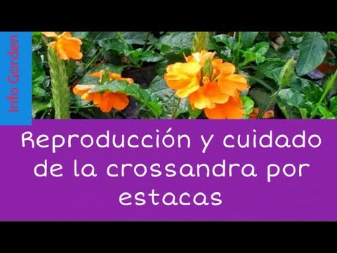 Video: Cuidado de la enredadera de petardos: consejos para cultivar una enredadera de petardos española