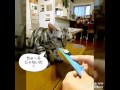 アメショ仔猫のBiVi　シーバとろーりをあげてみた Cat eat a sheba