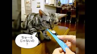 アメショ仔猫のBiVi　シーバとろーりをあげてみた Cat eat a sheba