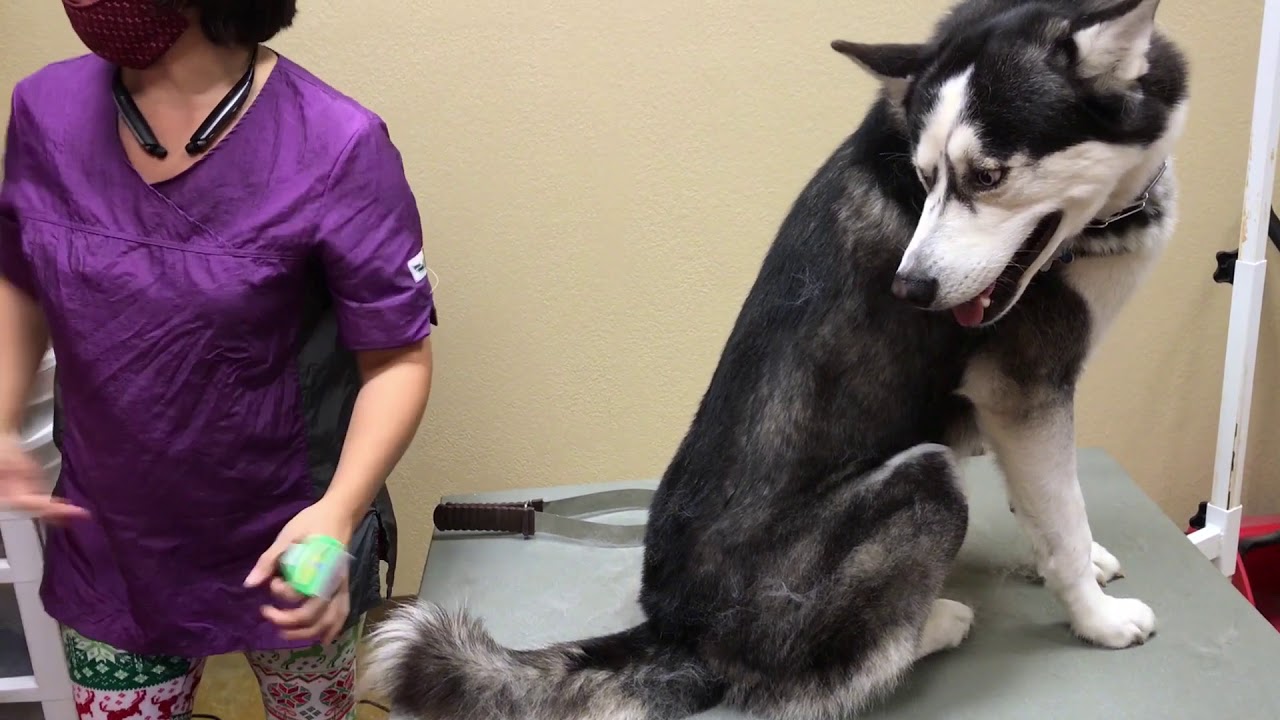 How to brush a husky (deshed) Tips 