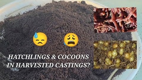 Losing Your Worm Cocoons In Your Castings | How To Get Hatchlings From Worm Castings