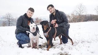 Hayatın'da İlk Defa Kar Gören Köpeklerin Tepkisi Bakın NE OLDU!! ( Rottweiler ve Amstaff )