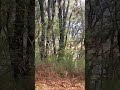 terrenos bosque el gallito, tulancingo hidalgo, hgo, col Villas del sol
