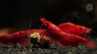 Calm Community Aquarium Feeding With Soft Music (1 Hour) screenshot 5