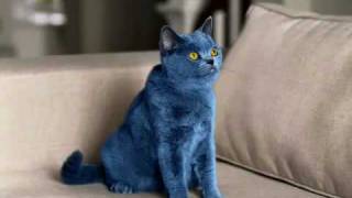 Smarties Comercial Do Blue Cat Para A Nestlé Uk - Mktmais.com