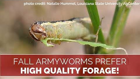 Scouting and Planning for Fall Armyworms