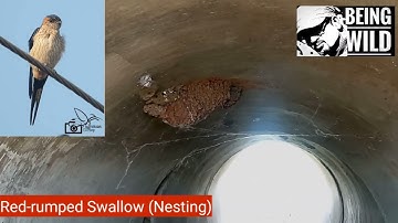 Red-rumped Swallow