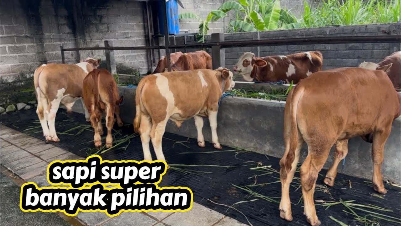 grosir sapi super mas yohandi kediri 😍