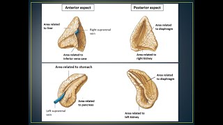 Supra-Renal Glands