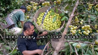 Near miss cutting down a tree, big harvest of wild fruit in the forest, news of young farmers liv...
