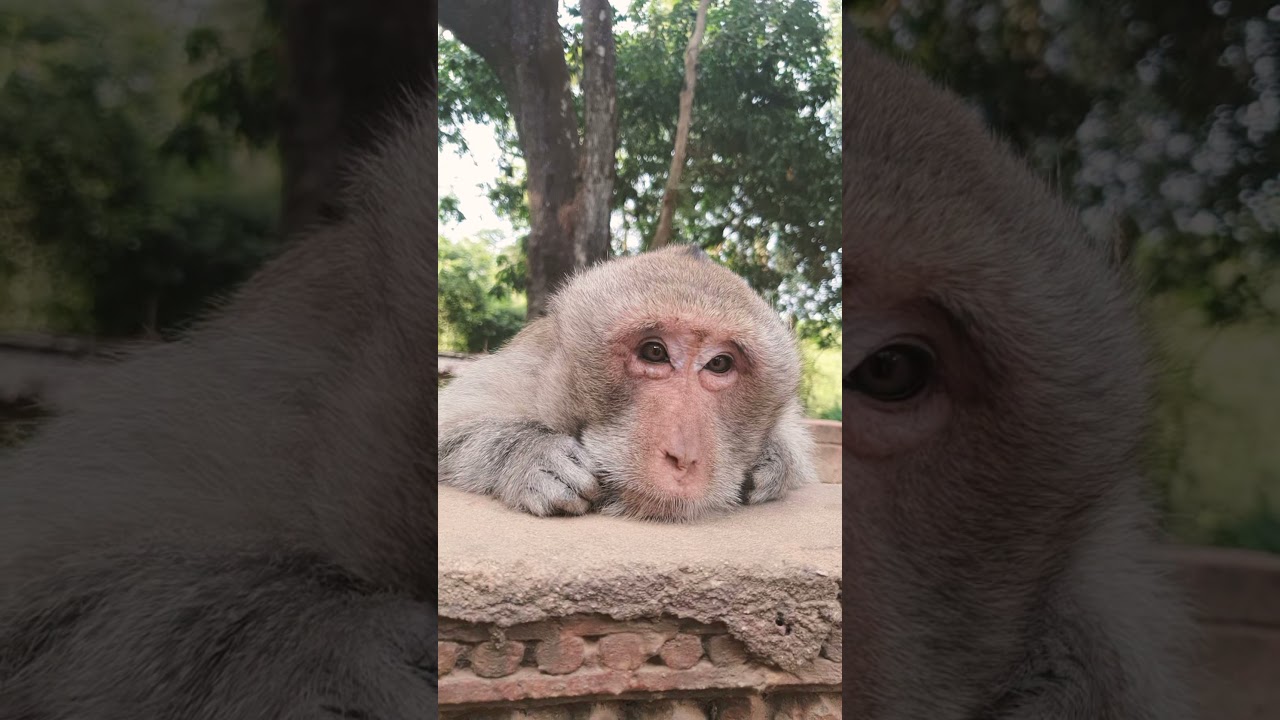 Father monkey really Exhaustion 