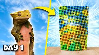 I Redesigned my Pet Gecko’s Boring Food Packaging