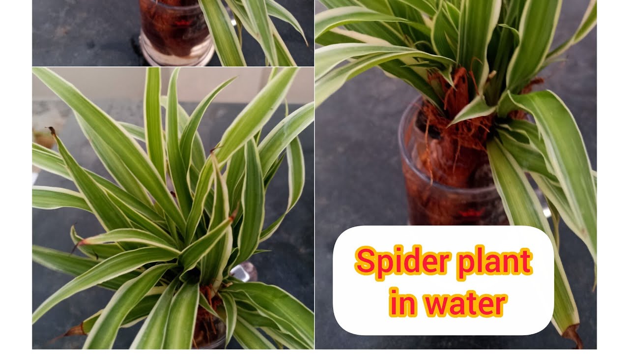 Spider plant in water