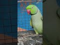 Parrots comedy parrot funny comedy birds ringneckparrot