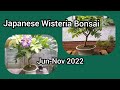 Japanese Wisteria Bonsai Jun Nov 2022