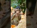 Small baby Hungry ask for food |