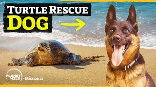 How this dog saves thousands of turtles per year