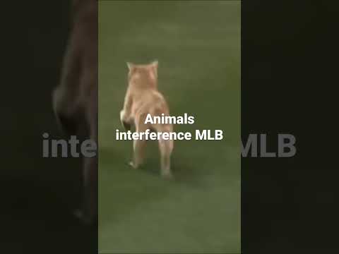 MLB Animal Interference