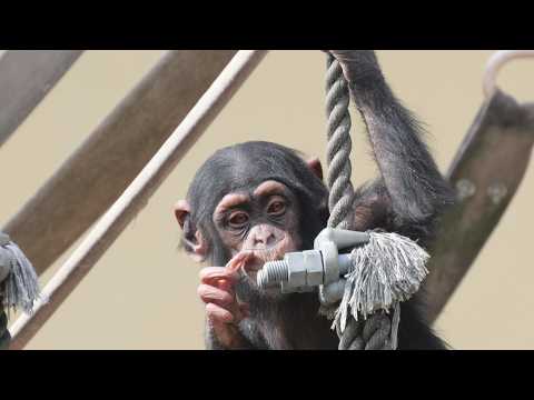 おさる Kazuki begins playing alone Higashiyama Zoo Chimpanzee 202601