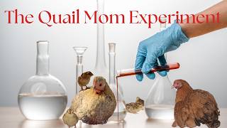 Can Bantam Hens Raise Quail Chicks? We Tried It!