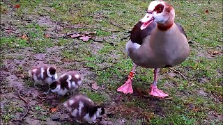 Newly hatched Egyptian goslings (Alopochen aegyptiaca)