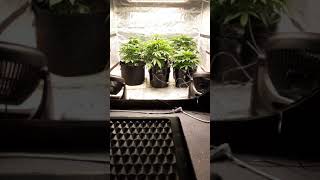 What I've learned so far about DWC