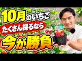 【いちご】大量に採るなら10月が重要！収穫を増やす３つのコツ！