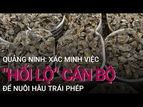 Xã Hội Đen Trung Lý Cẩm Phả - Quảng Ninh: Xác minh việc "hối lộ" cán bộ để nuôi hàu trái phép | VTC Now