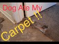 Dog ate my carpet!! DIY carpet repair, how to repair carpet!!