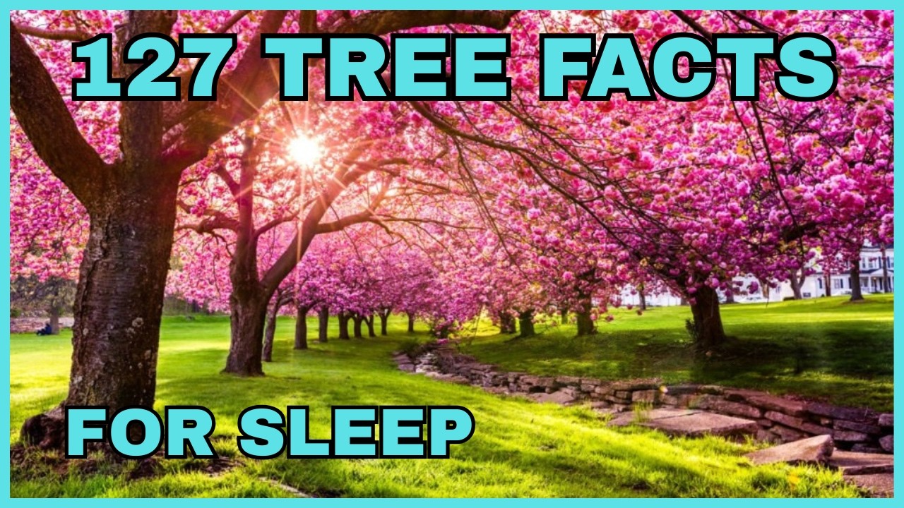 Soothing And Relaxing Facts About Trees To Fall Asleep To